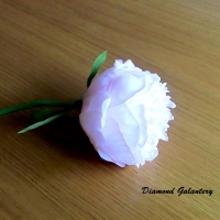 Ozdobná Pivonka - bielo ružová