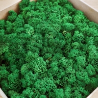 Alpský sobí mach PREMIUM - Zelená - 100 gramov