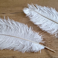 Dekoračné pierka biele - 30-35 cm