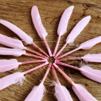 Husacie pierka - ružové
