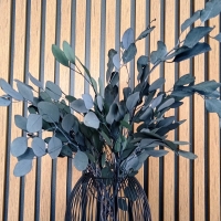 Stabilizovaný Eukalyptus - 55 cm