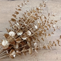 Ozdobný kvietok Eukalyptus - Zlatý